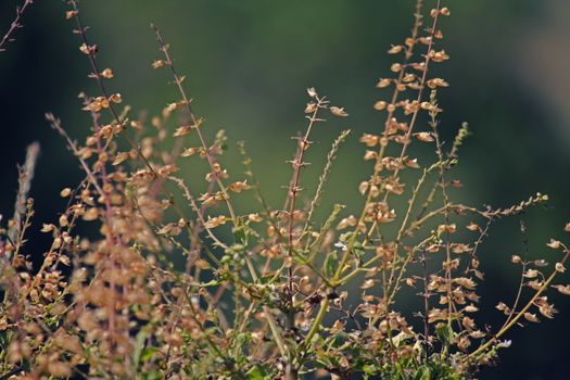 Ocimum basilicum, Sweet basil has wonderful aroma and flavor. It is one of the most popular and widely grown herbs in the world.