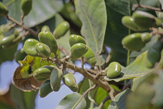 Fruits of Semecarpus anacardium. It is a deciduous tree. The nut is ovoid and smooth lustrous black. In Ayurveda, the fruit is considered a rasayana for longevity and rejuvenation.