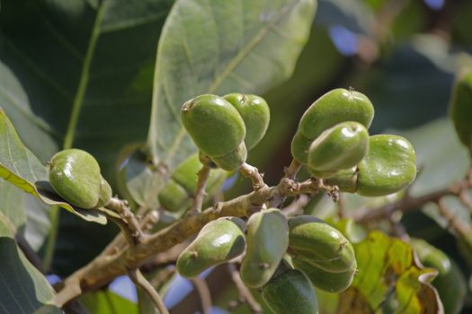 Fruits of Semecarpus anacardium. It is a deciduous tree. The nut is ovoid and smooth lustrous black. In Ayurveda, the fruit is considered a rasayana for longevity and rejuvenation.