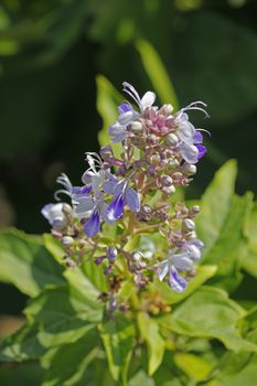 Rotheca serrata, commonly known as the blue fountain bush, blue-flowered glory tree, beetle killeris a species of flowering plants in the family Lamiaceae. It was formerly classified as Clerodendrum serratum.