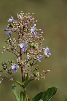 Rotheca serrata, commonly known as the blue fountain bush, blue-flowered glory tree, beetle killeris a species of flowering plants in the family Lamiaceae. It was formerly classified as Clerodendrum serratum.