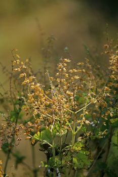 Ocimum basilicum, Sweet basil has wonderful aroma and flavor. It is one of the most popular and widely grown herbs in the world.