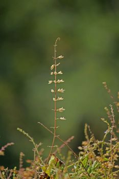 Ocimum basilicum, Sweet basil has wonderful aroma and flavor. It is one of the most popular and widely grown herbs in the world.