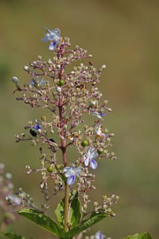 Rotheca serrata, commonly known as the blue fountain bush, blue-flowered glory tree, beetle killeris a species of flowering plants in the family Lamiaceae. It was formerly classified as Clerodendrum serratum.