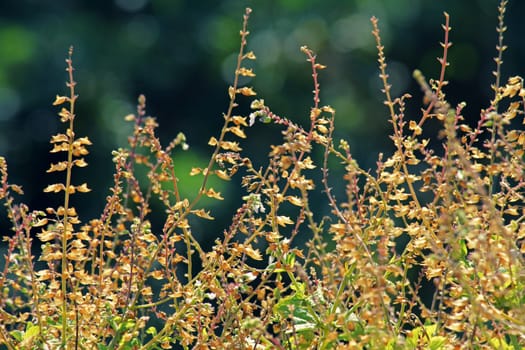 Ocimum basilicum, Sweet basil has wonderful aroma and flavor. It is one of the most popular and widely grown herbs in the world.