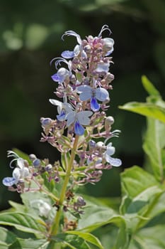 Rotheca serrata, commonly known as the blue fountain bush, blue-flowered glory tree, beetle killeris a species of flowering plants in the family Lamiaceae. It was formerly classified as Clerodendrum serratum.