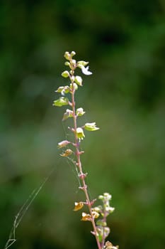 Ocimum basilicum, Sweet basil has wonderful aroma and flavor. It is one of the most popular and widely grown herbs in the world.