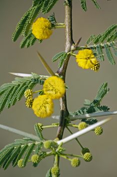 Flowers of Vachellia nilotica, Acacia Nilotica, Babhul tree, India. Vachellia nilotica widely known as Acacia nilotica or the common names gum arabic tree, Egyptian thorn, Sant tree, Al-sant or prickly acacia, thorn mimosa.