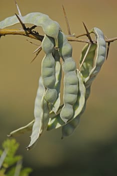 Pods of Vachellia nilotica, Acacia Nilotica, Babhul tree, India. Vachellia nilotica widely known as Acacia nilotica or the common names gum arabic tree, Egyptian thorn, Sant tree, Al-sant or prickly acacia, thorn mimosa.