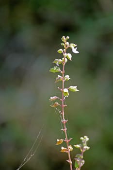 Ocimum basilicum, Sweet basil has wonderful aroma and flavor. It is one of the most popular and widely grown herbs in the world.