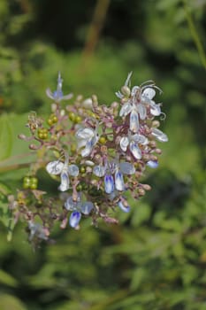 Rotheca serrata, commonly known as the blue fountain bush, blue-flowered glory tree, beetle killeris a species of flowering plants in the family Lamiaceae. It was formerly classified as Clerodendrum serratum.