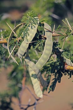 Pods of Vachellia nilotica, Acacia Nilotica, Babhul tree, India. Vachellia nilotica widely known as Acacia nilotica or the common names gum arabic tree, Egyptian thorn, Sant tree, Al-sant or prickly acacia, thorn mimosa.