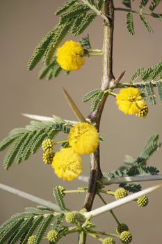 Flowers of Vachellia nilotica, Acacia Nilotica, Babhul tree, India. Vachellia nilotica widely known as Acacia nilotica or the common names gum arabic tree, Egyptian thorn, Sant tree, Al-sant or prickly acacia, thorn mimosa.