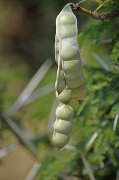 Pods of Vachellia nilotica, Acacia Nilotica, Babhul tree, India. Vachellia nilotica widely known as Acacia nilotica or the common names gum arabic tree, Egyptian thorn, Sant tree, Al-sant or prickly acacia, thorn mimosa.