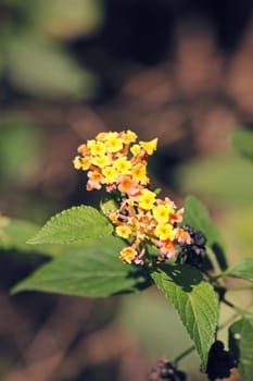 Lantana camara, also known as big sage, wild sage, red sage, white sage and tickberry is a species of flowering plant within the verbena family, Verbenaceae