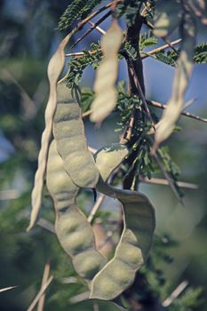 Pods of Vachellia nilotica, Acacia Nilotica, Babhul tree, India. Vachellia nilotica widely known as Acacia nilotica or the common names gum arabic tree, Egyptian thorn, Sant tree, Al-sant or prickly acacia, thorn mimosa.