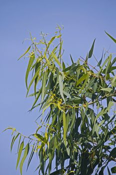 Corymbia citriodora, Lemon Scented Gum is a very fast growing tree. It has smooth, pale, uniform or slightly mottled bark, narrow-leaved crown which smells strongly of lemons. Pear-shaped buds are borne in clusters of three, whilst fruit are urn-shaped. The bark is smooth for the entire height of the tree.