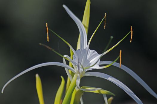 Hymenocallis littoralis, Beach Spider Lily is a plant species of the genus Hymenocallis