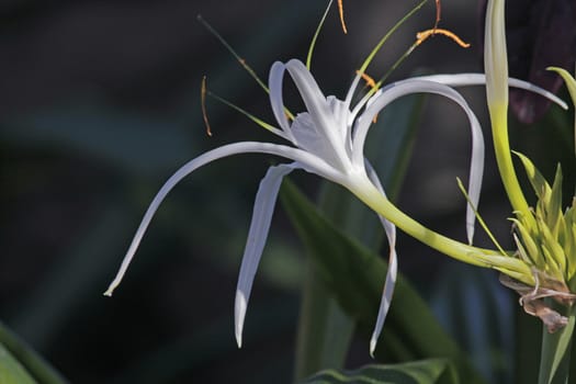 Hymenocallis littoralis, Beach Spider Lily is a plant species of the genus Hymenocallis