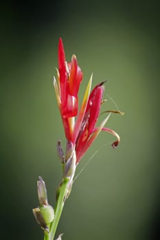 Flowers of Canna or canna lily is the only genus in the family Cannaceae.