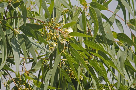 Corymbia citriodora, Lemon Scented Gum is a very fast growing tree. It has smooth, pale, uniform or slightly mottled bark, narrow-leaved crown which smells strongly of lemons. Pear-shaped buds are borne in clusters of three, whilst fruit are urn-shaped. The bark is smooth for the entire height of the tree.