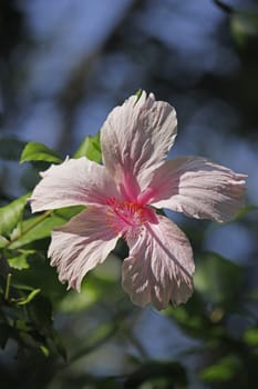 Hibiscus rosa-sinensis, known as Chinese hibiscus, China rose, Hawaiian hibiscus, shoe flower is a species of flowering plant in the Hibisceae tribe of the family Malvaceae.