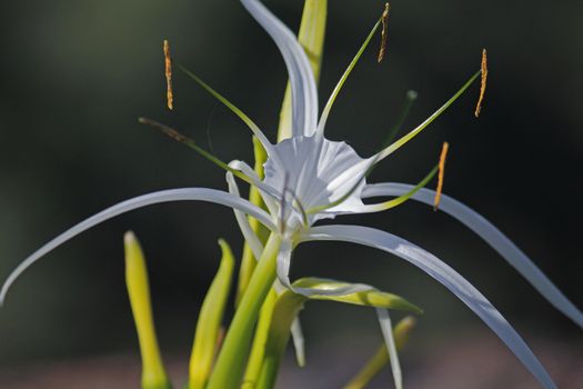 Hymenocallis littoralis, Beach Spider Lily is a plant species of the genus Hymenocallis