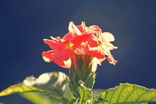 Crossandra infundibuliformis, firecracker flower is a species of flowering plant in the family Acanthaceae