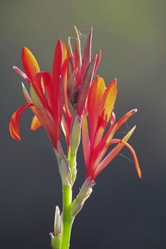 Flowers of Canna or canna lily is the only genus in the family Cannaceae.