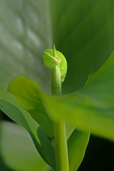 Plant of Canna or canna lily is the only genus in the family Cannaceae.