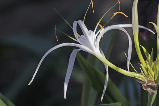 Hymenocallis littoralis, Beach Spider Lily is a plant species of the genus Hymenocallis
