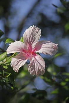 Hibiscus rosa-sinensis, known as Chinese hibiscus, China rose, Hawaiian hibiscus, shoe flower is a species of flowering plant in the Hibisceae tribe of the family Malvaceae.