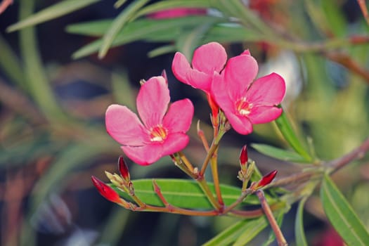 Nerium oleander is an evergreen shrub or small tree in the dogbane family Apocynaceae. It is the only species currently classified in the genus Nerium. Oleander is one of the most poisonous of commonly grown garden plants.