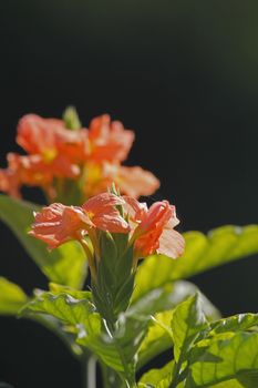 Crossandra infundibuliformis, firecracker flower is a species of flowering plant in the family Acanthaceae
