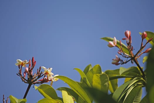 Plumeria rubra is a deciduous plant species belonging to the genus Plumeri, flushed with fragrant flowers of shades of pink. Its common names include frangipani, red paucipan, red-jasmine, red frangipani, common frangipani, temple tree, plumeria.