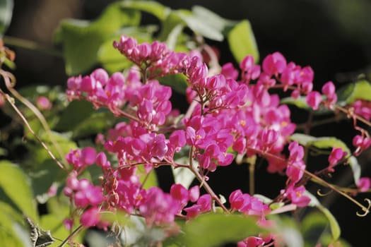 Antigonon leptopus, commonly known as Mexican Creeper, coral vine, bee bush or San Miguelito Vine, is a species of flowering plant in the buckwheat family, Polygonaceae