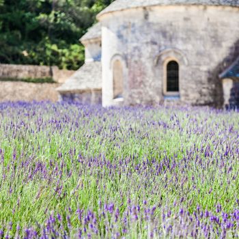 France, Provence Region, Senanque Abbey. Lavander field in summer season.