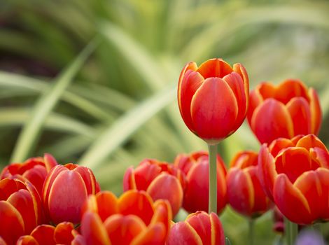 Beautiful flower of red tulip in the farm