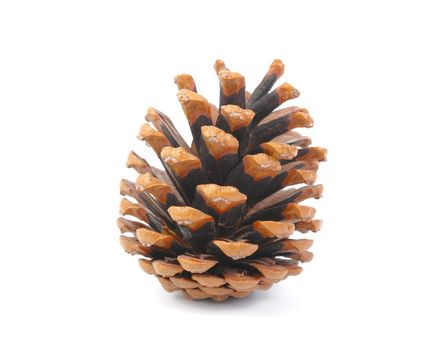 Pine cone isolated on white background