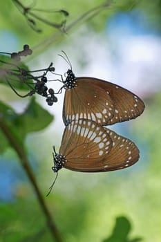 Mating of Common Crow Butterfly