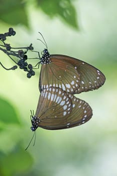 Mating of Common Crow Butterfly