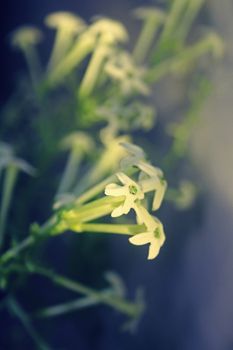 Flowers of Night-blooming cestrum, Night blooming jasmine, Cestrum nocturnum