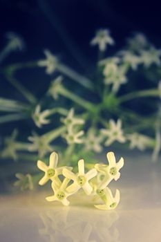 Flowers of Night-blooming cestrum, Night blooming jasmine, Cestrum nocturnum