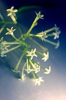 Flowers of Night-blooming cestrum, Night blooming jasmine, Cestrum nocturnum