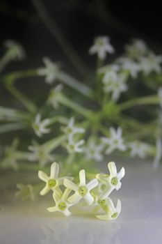 Flowers of Night-blooming cestrum, Night blooming jasmine, Cestrum nocturnum