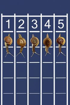 Snails running on track