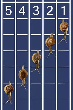 Snails running on track