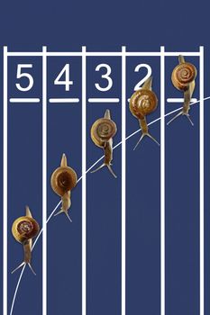 Snails running on track