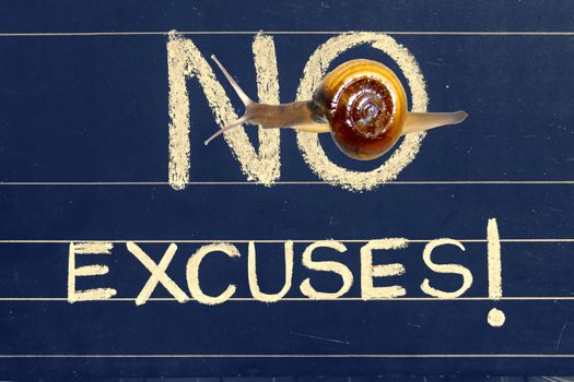 Snail on blackboard with handwritten as no excuses phrase