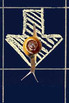 Snail Going towards the goal